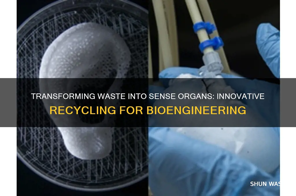 how to make sense organs with waste material