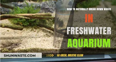 Natural Ways to Decompose Waste in Your Freshwater Aquarium
