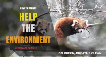 Pandas' Role in Conservation: Protecting Ecosystems and Preserving Biodiversity