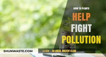 Plants: Our Allies in the War Against Pollution
