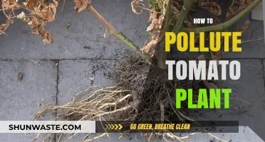 Tomato Plants: Polluting Practices and Their Effects