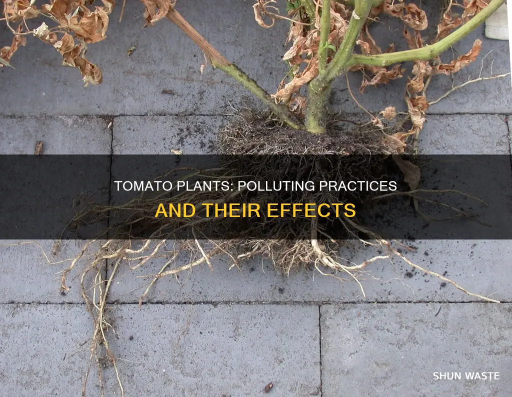 how to pollute tomato plant