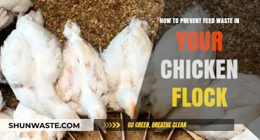 Minimize Feed Waste: Smart Strategies for Efficient Chicken Flock Feeding