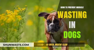Preventing Muscle Wasting in Dogs: Essential Tips for Canine Health