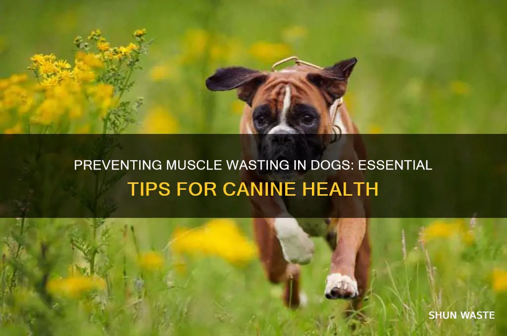 how to prevent muscle wasting in dogs