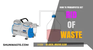Efficient Waste Disposal in Prokaryotes: Mechanisms and Strategies Explained