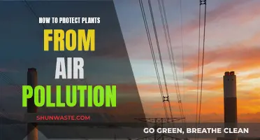 Protecting Plants from Air Pollution: A Guide
