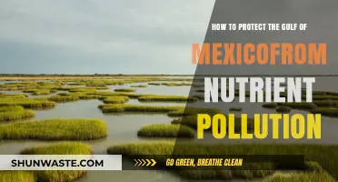 Protecting the Gulf of Mexico: Reducing Nutrient Pollution