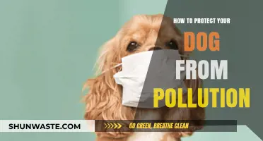 Protect Your Dog from Pollution: Tips for Pet Owners