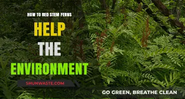 Red Stem Ferns: Unveiling Their Eco-Friendly Impact on Our Planet