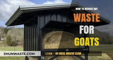 Minimizing Hay Waste: Smart Feeding Strategies for Healthy Goats