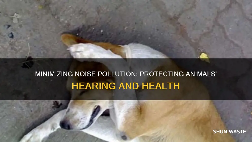 how to reduce noise pollution for animals