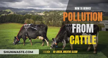 Reducing Cattle Pollution: Strategies for a Greener Future