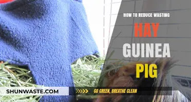 Minimizing Hay Waste: Smart Tips for Guinea Pig Owners