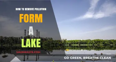 Restoring Nature: Reviving a Polluted Lake