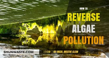 Reversing Algae Pollution: A Comprehensive Guide