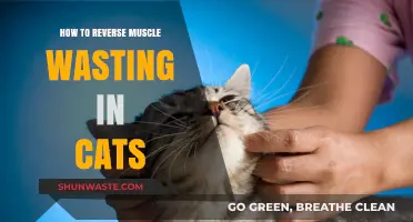 Reversing Feline Muscle Wasting: Effective Strategies for Cat Health Recovery