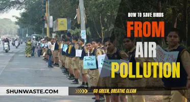 Protecting Birds: Reducing Air Pollution's Impact