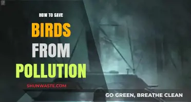 Protect Birds: Minimize Pollution's Impact