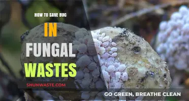 Effective Strategies to Save Bugs in Fungal Wastes: A Comprehensive Guide