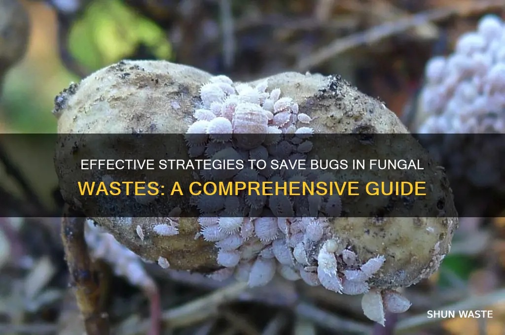 how to save bug in fungal wastes