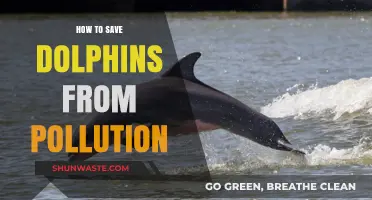 Protect Dolphins: Fight Ocean Pollution