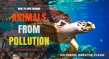 Protecting Marine Life: Reducing Pollution's Impact