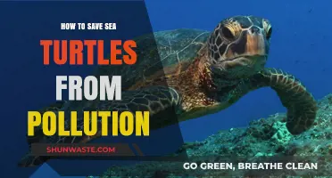 Protecting Sea Turtles: Mitigating the Impact of Pollution