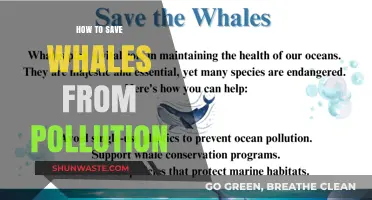 Protecting Whales: Reducing Pollution's Deadly Impact