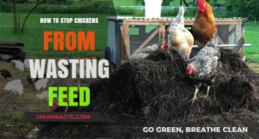 Effective Strategies to Prevent Chickens from Wasting Feed