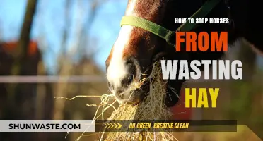 Maximize Hay Efficiency: Proven Tips to Prevent Horses from Wasting Hay