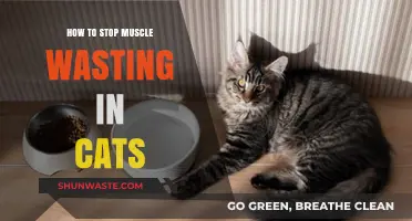 Preventing Feline Muscle Loss: Effective Strategies for Cat Health