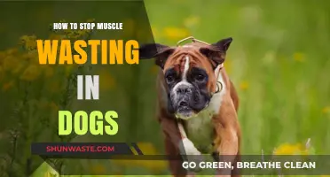 Preventing Canine Muscle Atrophy: Effective Strategies for Healthy Dogs