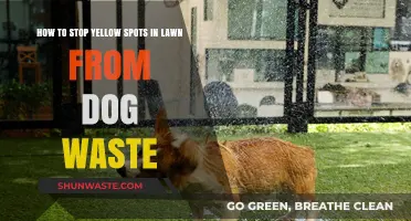 Prevent Dog Waste Yellow Spots: Tips for a Greener Lawn