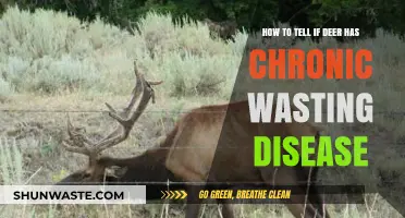 Identifying Chronic Wasting Disease in Deer: Key Symptoms and Signs