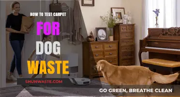 Effective Methods to Test Your Carpet for Dog Waste Residue