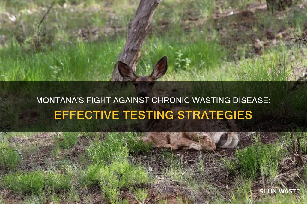 how to testing chronic wasting disease montana