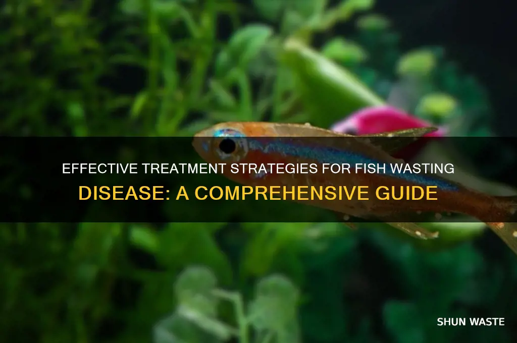 how to treat wasting disease in fish