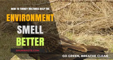 Turkey Vultures: Nature's Cleanup Crew for a Fresher Environment