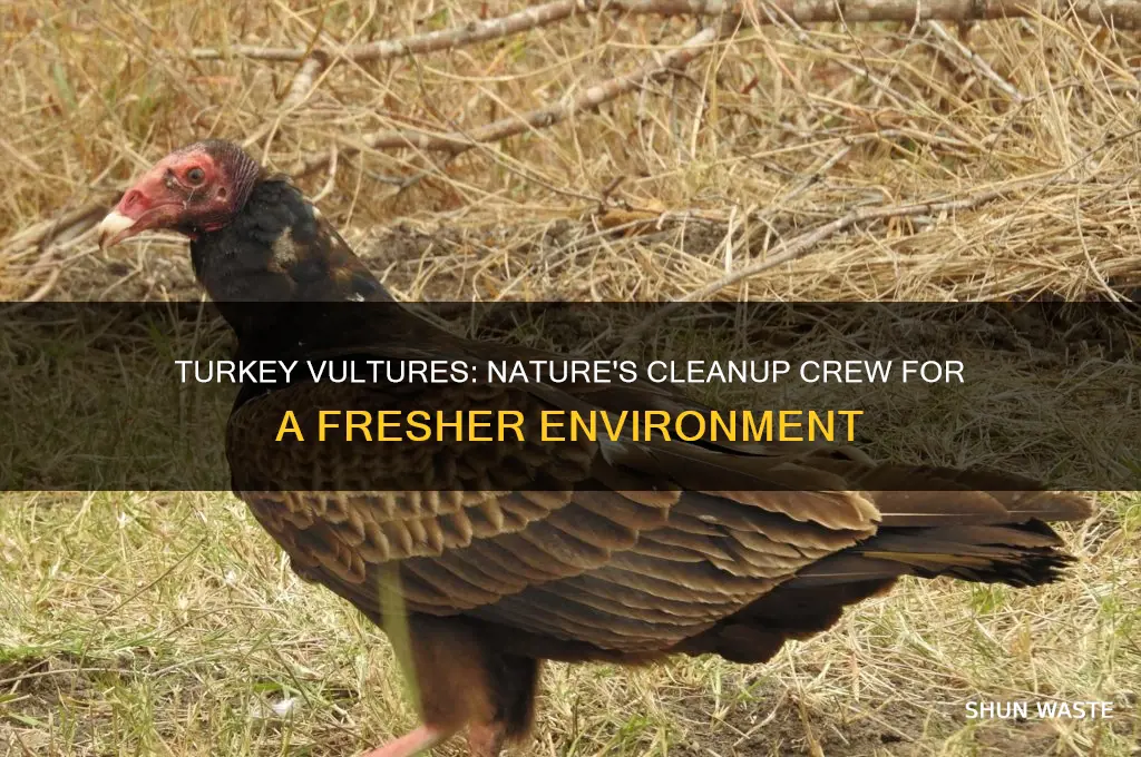 how to turkey vultures help the environment smell better