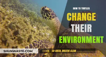 How Turtles Shape and Transform Their Natural Habitats Over Time