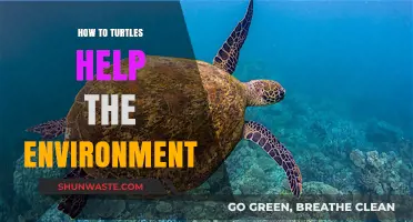 Turtles' Vital Role in Maintaining Healthy Ecosystems and Biodiversity