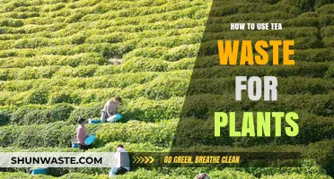 Revitalize Your Garden: Creative Ways to Use Tea Waste for Plants