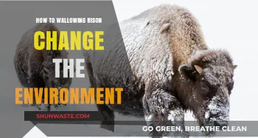 Wallowing Bison: Transforming Ecosystems Through Mud and Movement