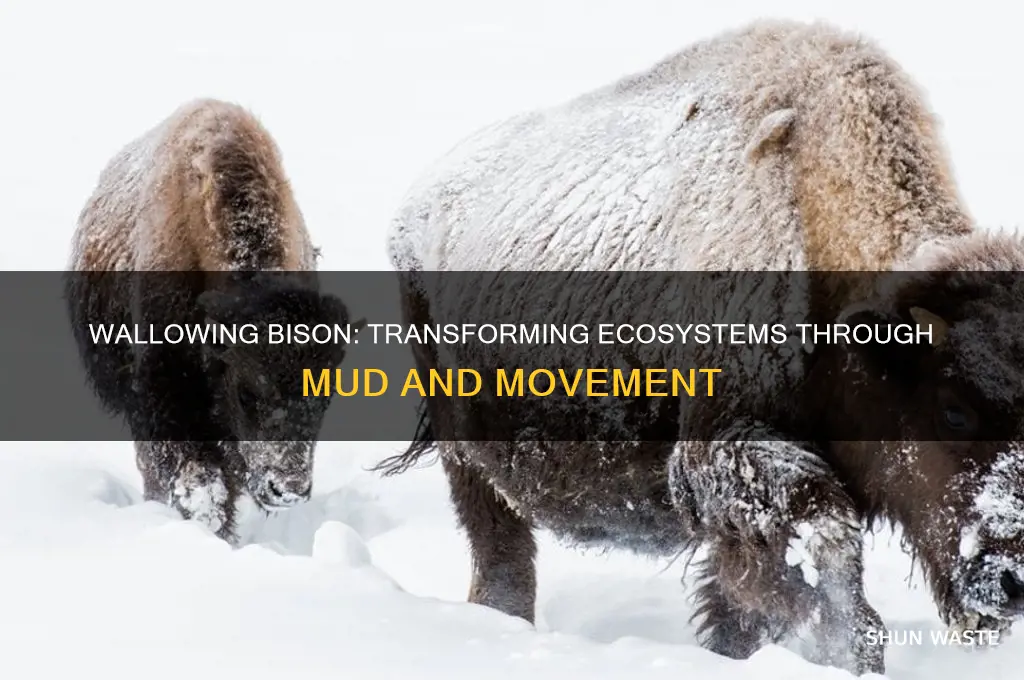 how to wallowing bison change the environment