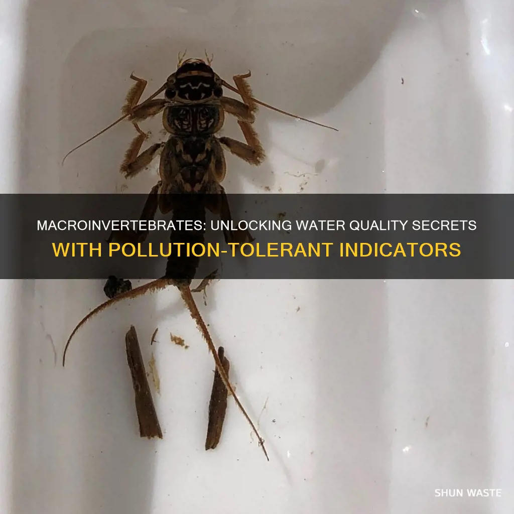 how to water pollution index with macroinvertebrates