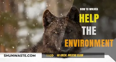 Wolves' Vital Role in Restoring and Balancing Ecosystems Naturally