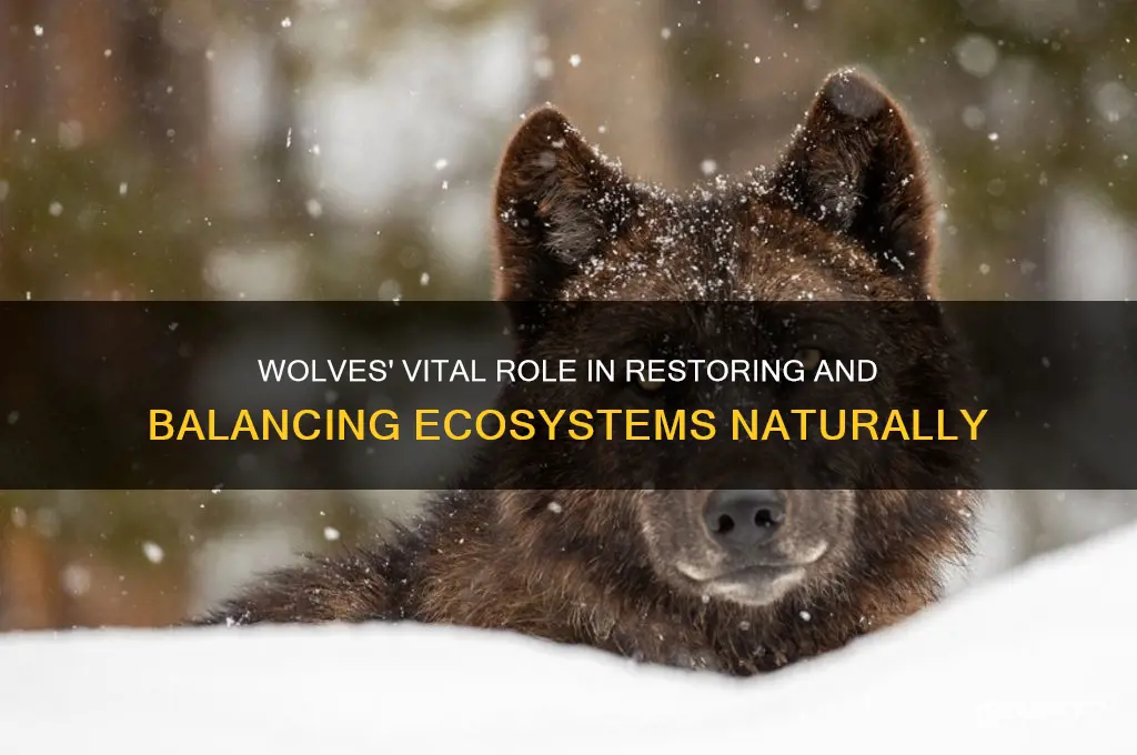 how to wolves help the environment