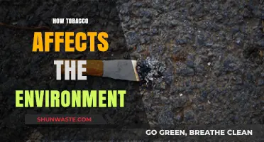 Tobacco's Hidden Toll: Environmental Impact and Ecological Consequences Explained