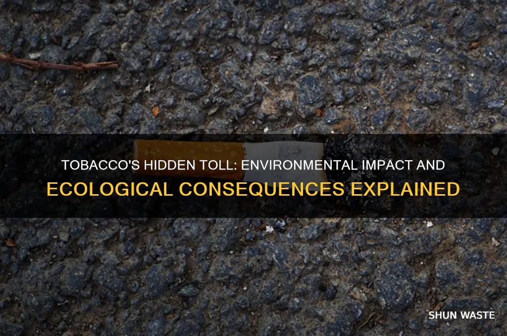 how tobacco affects the environment